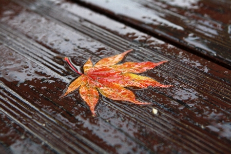 Tree plant wood leaf Photo