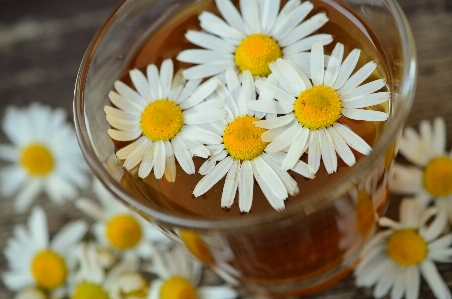 Blossom plant white tea Photo