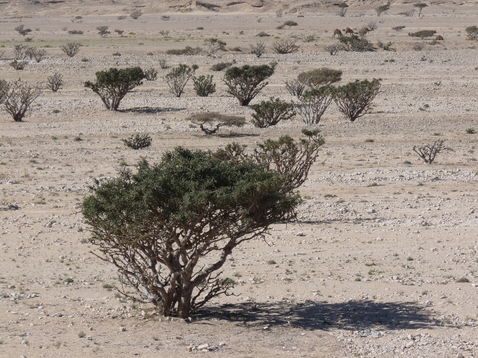 Paisaje árbol arena desierto
