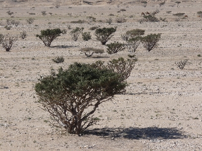 Foto Paisagem árvore areia região selvagem
