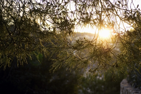 Tree nature forest branch Photo