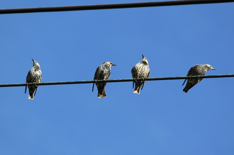 Zweig vogel flügel himmel