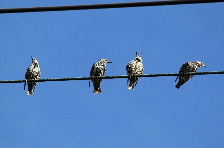 Branch bird wing sky Photo