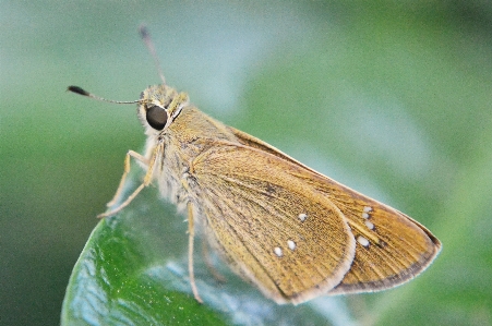 Foto Naturaleza ala fotografía verde