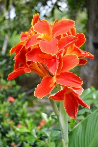 Nature blossom plant leaf Photo