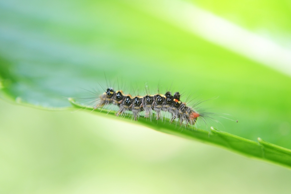 Alam rumput fotografi daun