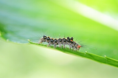 Foto Alam rumput fotografi daun