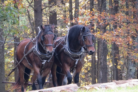 Outdoor animal rural livestock Photo