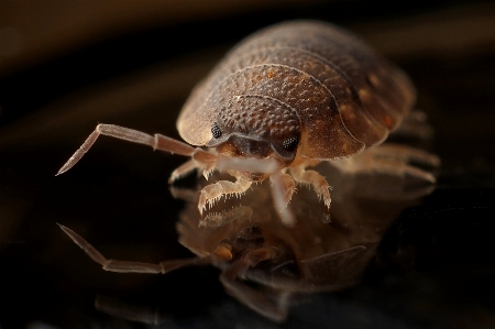 Photography reflection insect macro Photo