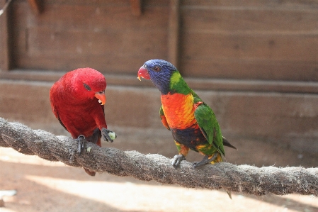 Bird animal wildlife red Photo