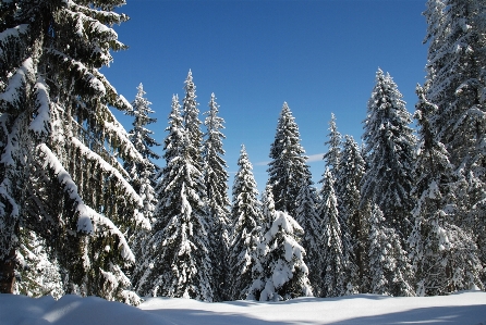 Foto Paisaje árbol naturaleza bosque