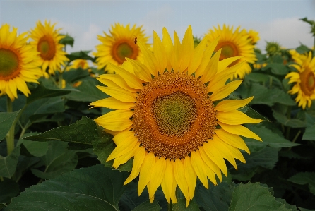 Nature plant field flower Photo