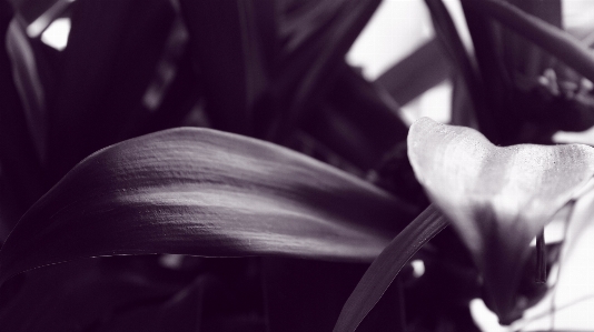 自然 ライト 黒と白
 植物 写真