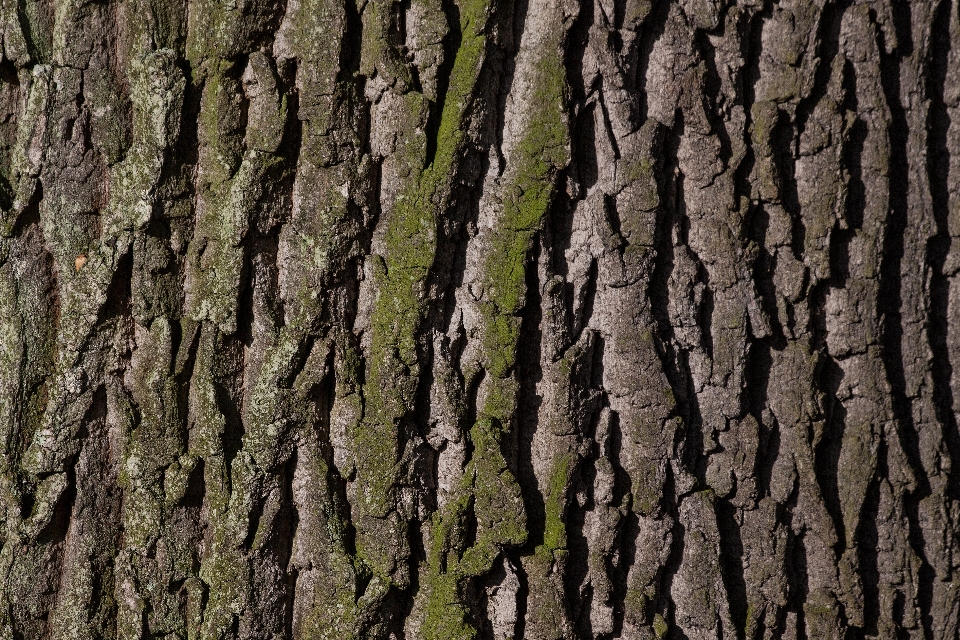 Arbre nature bifurquer usine