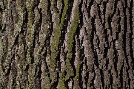 Tree nature branch plant Photo