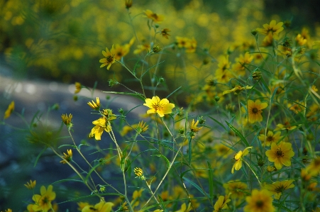 Nature grass blossom plant Photo