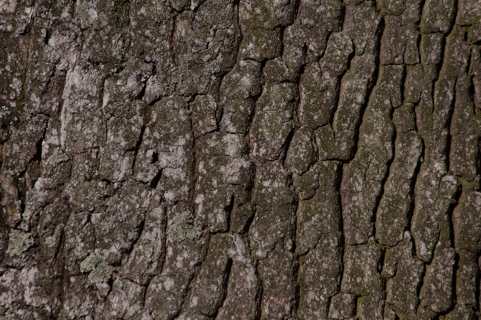 Baum natur zweig anlage