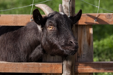 Foto Cerca granja animal fauna silvestre