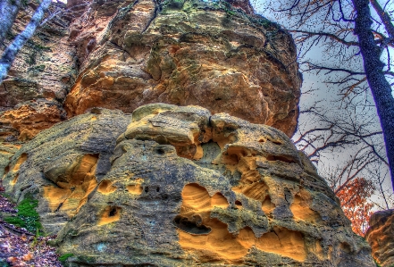 Tree nature rock wilderness Photo