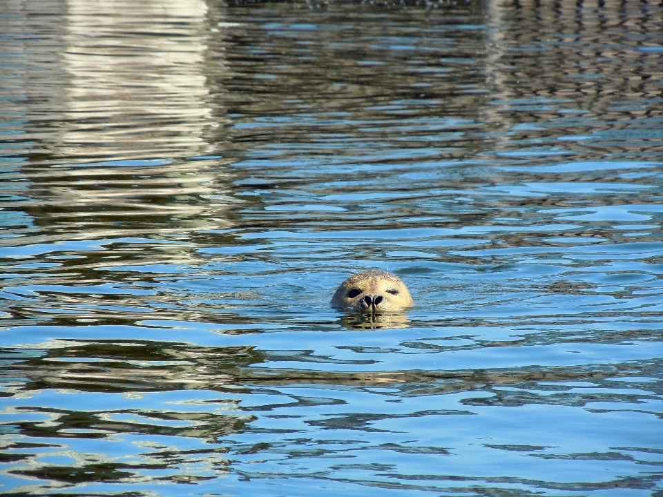 Mar agua pájaro fauna silvestre