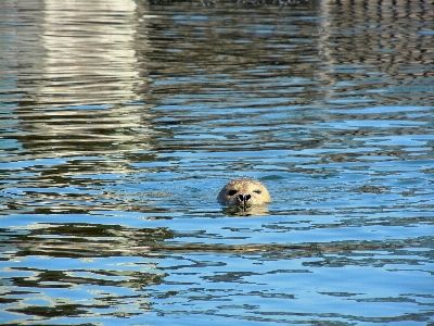 海 水 鳥 野生動物 写真