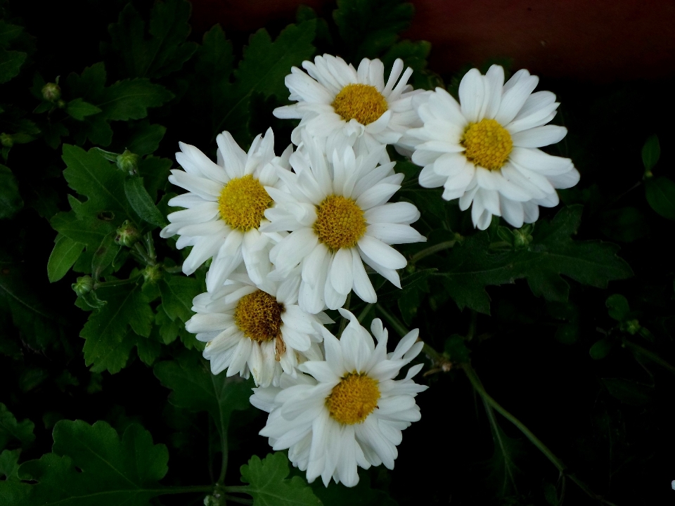 Fiore crescita pianta campo