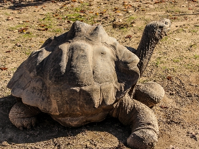 Nature wilderness animal wildlife Photo