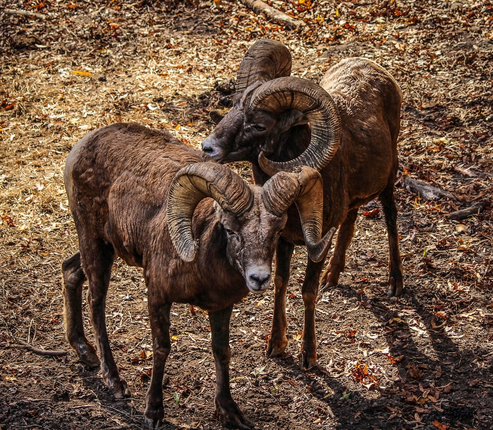 Nature région sauvage
 animal faune