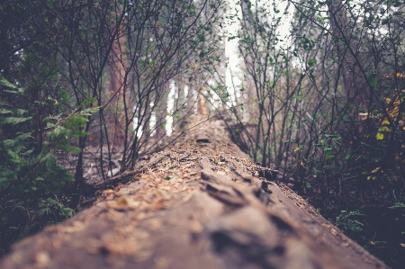 Foto Pohon alam hutan gurun
