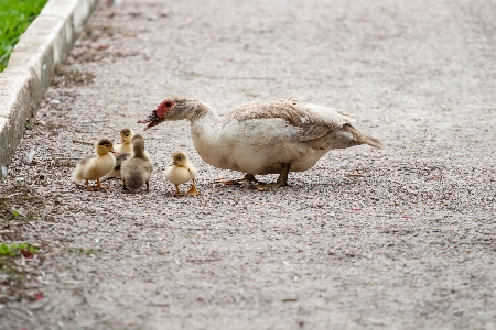 自然 アウトドア 荒野
 鳥 写真