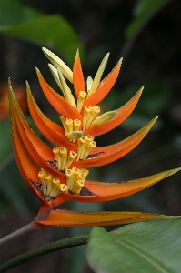 Nature blossom plant stem Photo