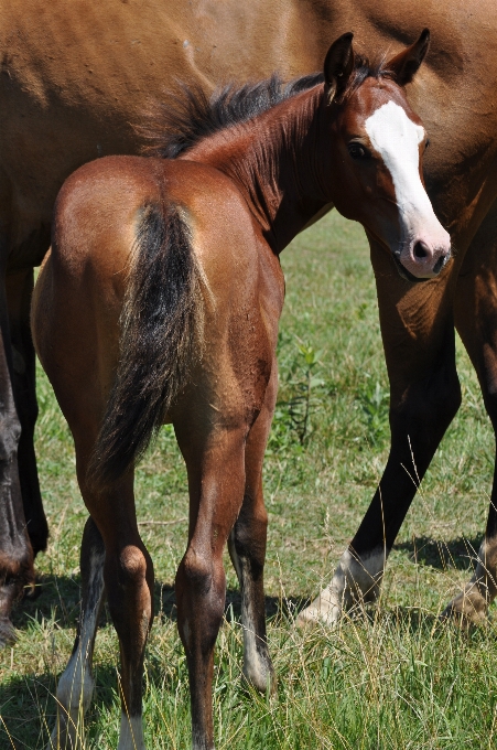 Country wildlife young herd