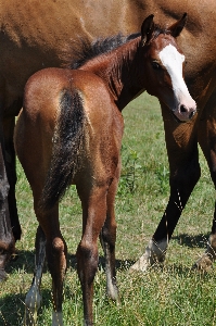 Country wildlife young herd Photo