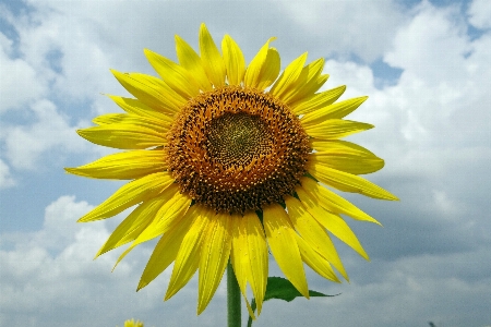 Nature blossom plant sky Photo