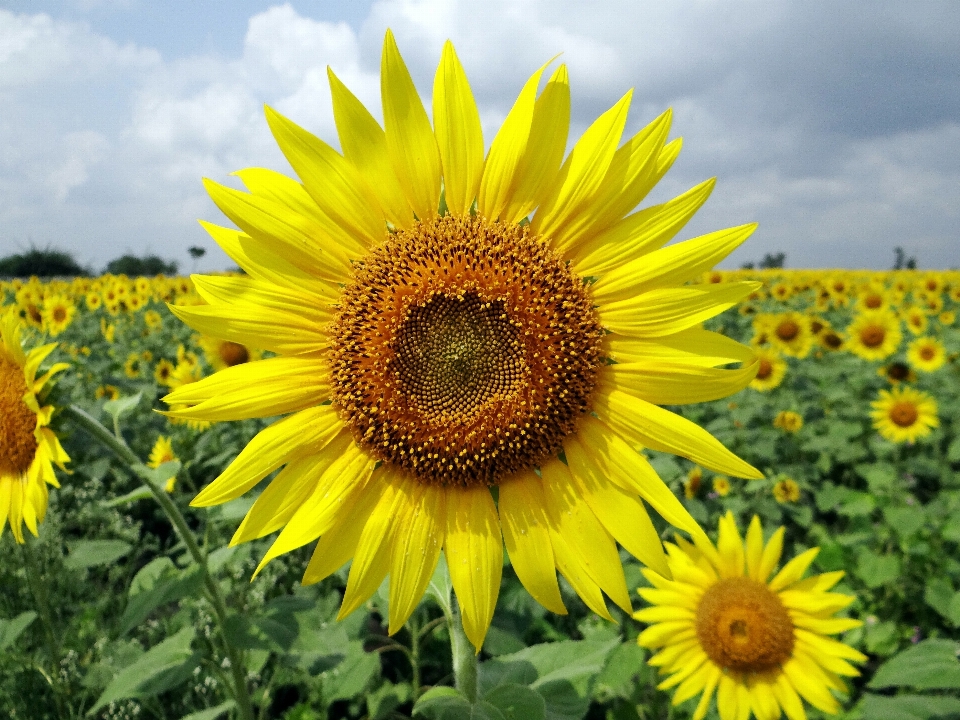 Blossom plant field stem