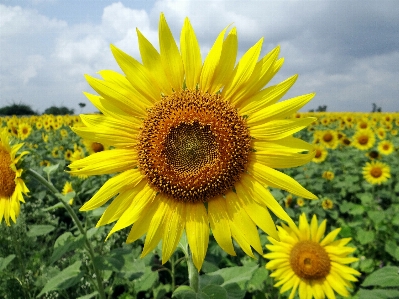 Blossom plant field stem Photo