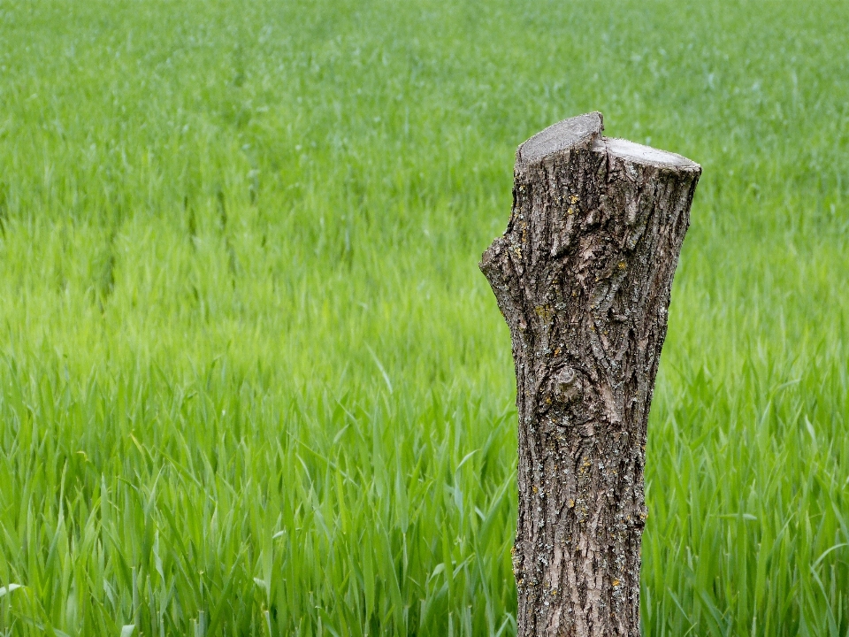 árbol naturaleza bosque césped