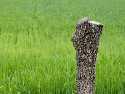 Tree nature forest grass Photo