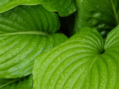 Water plant rain leaf Photo