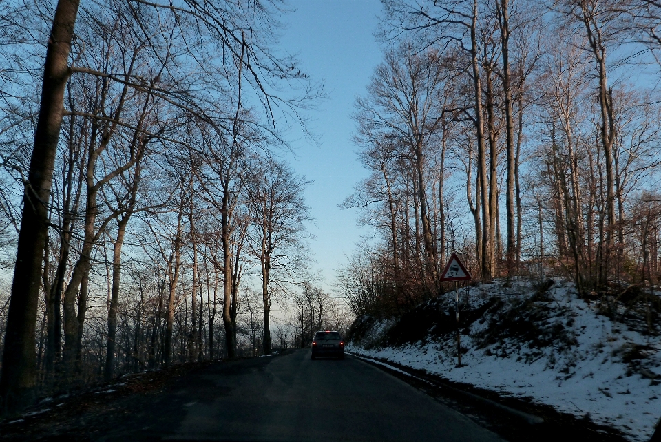 Albero natura foresta ramo