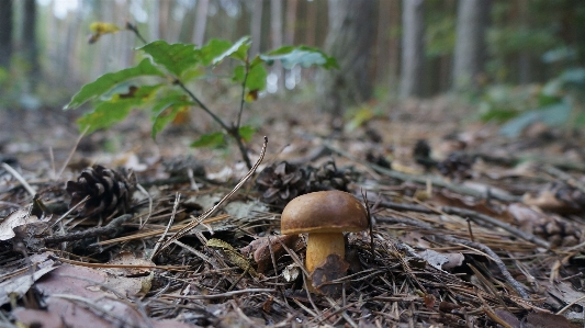 Nature forest wildlife autumn Photo