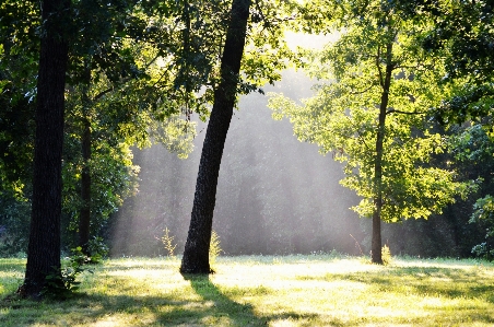 Baum natur wald gras Foto