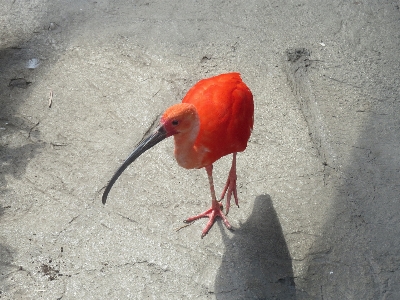 Nature outdoor wilderness bird Photo