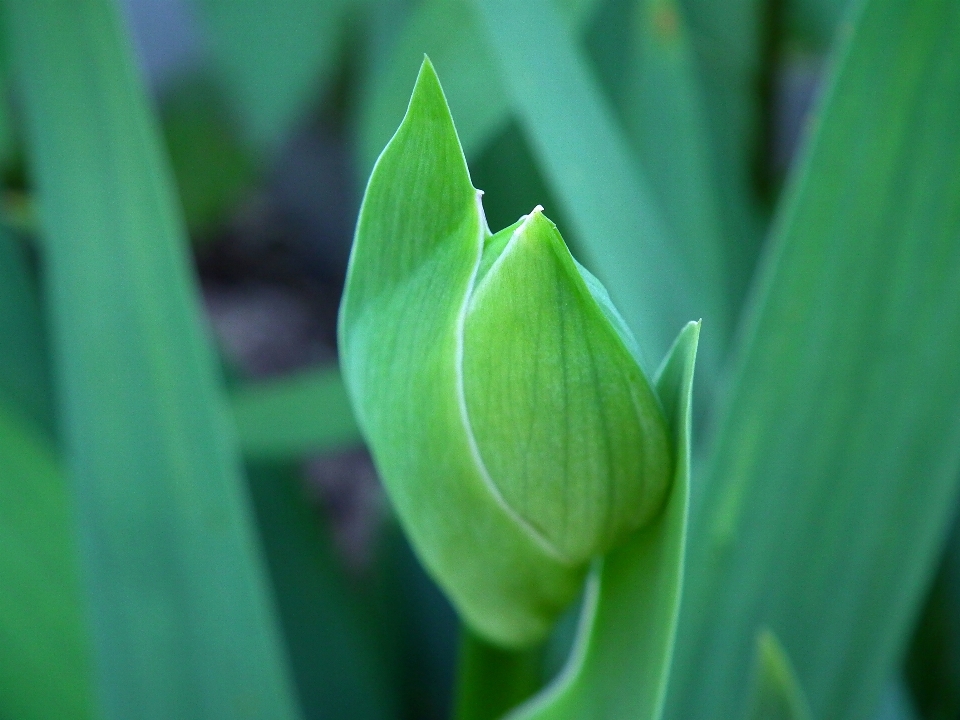 Nature grass plant photography