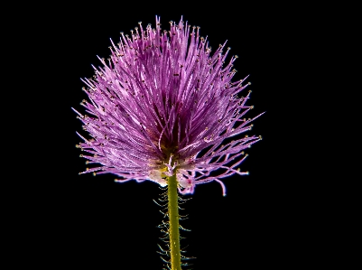 Plant flower purple petal Photo