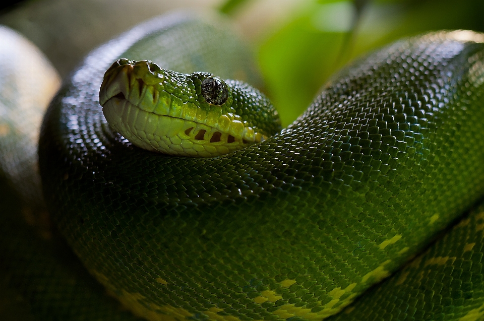 動物 野生動物 緑 爬虫類