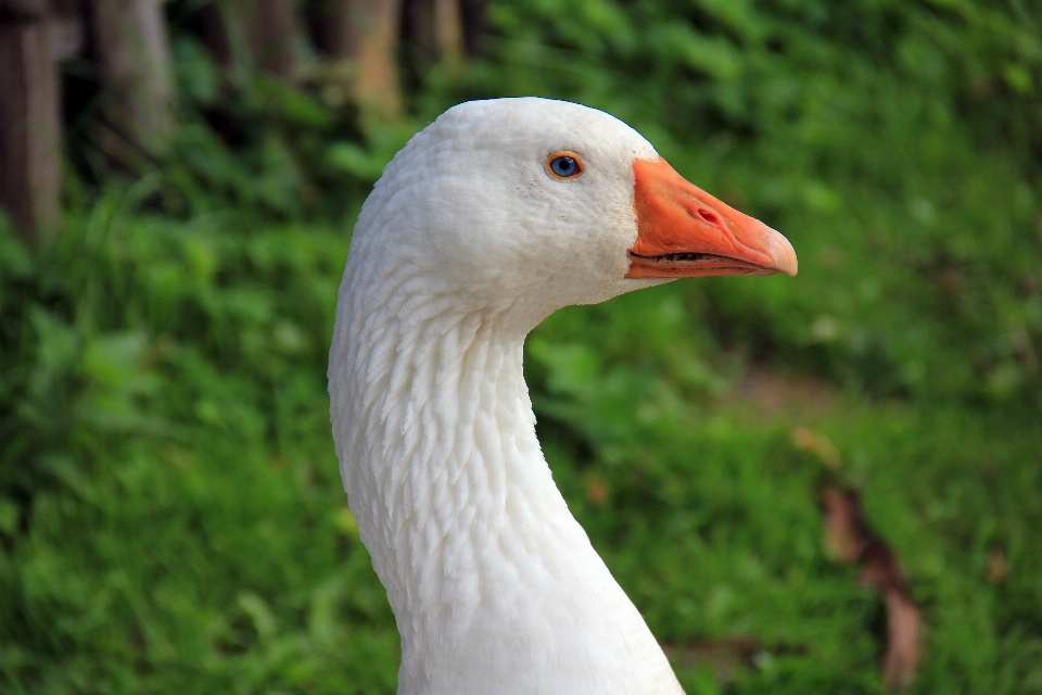 Natureza grama pássaro asa