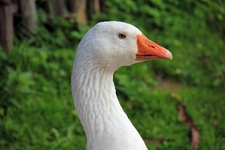 Photo Nature herbe oiseau aile