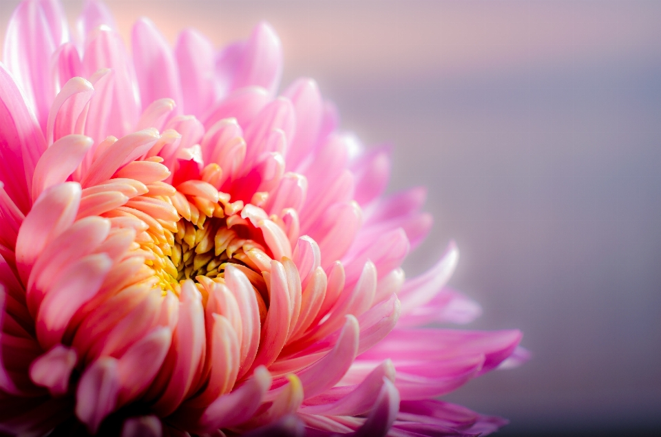 Blossom plant flower petal