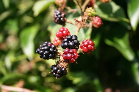 Zweig anlage frucht beere Foto